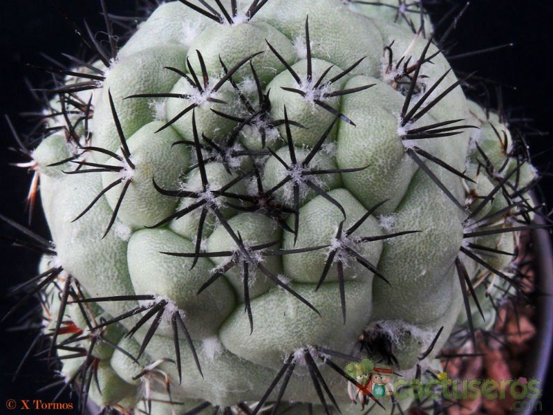 Una foto de Ortegocactus macdougallii