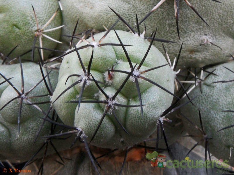 Una foto de Ortegocactus macdougallii