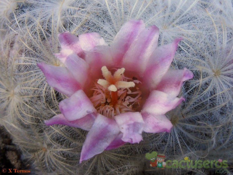 Una foto de Mammillaria plumosa