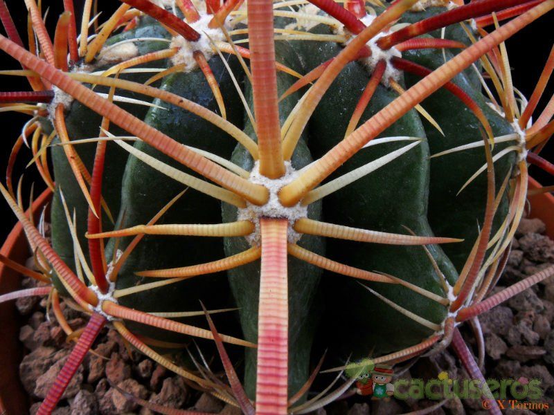 Una foto de Ferocactus viridescens