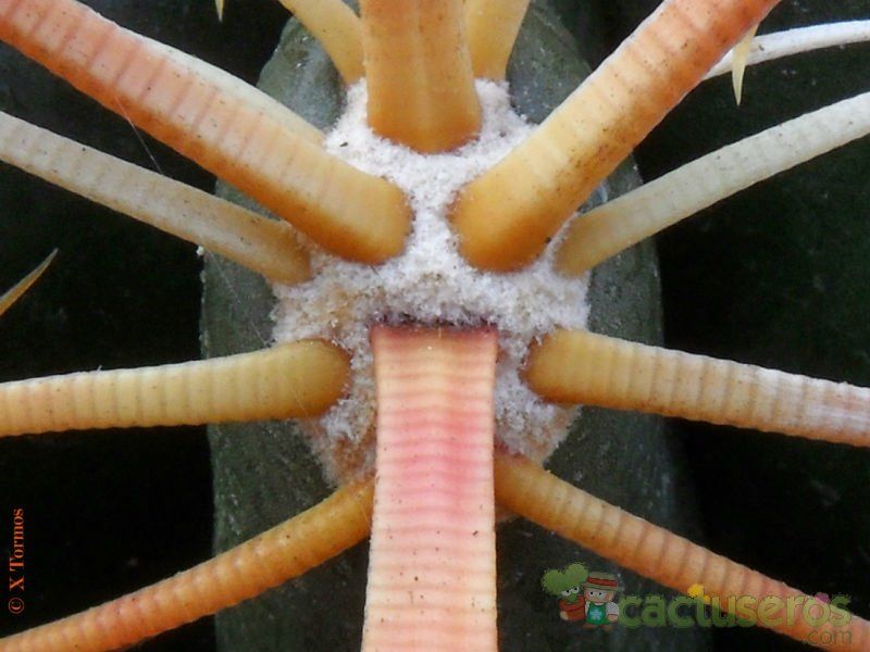A photo of Ferocactus viridescens