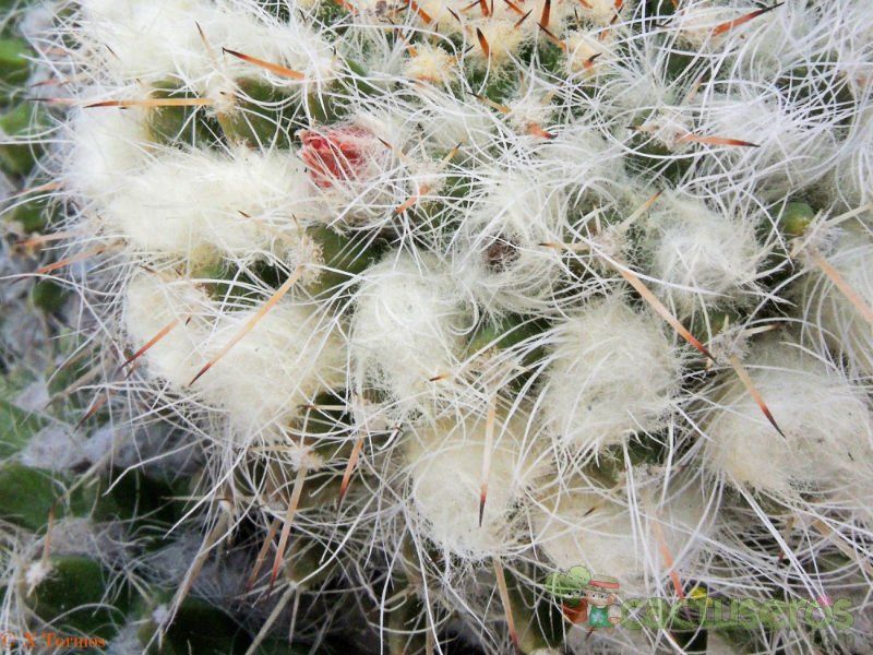 A photo of Mammillaria amajacensis