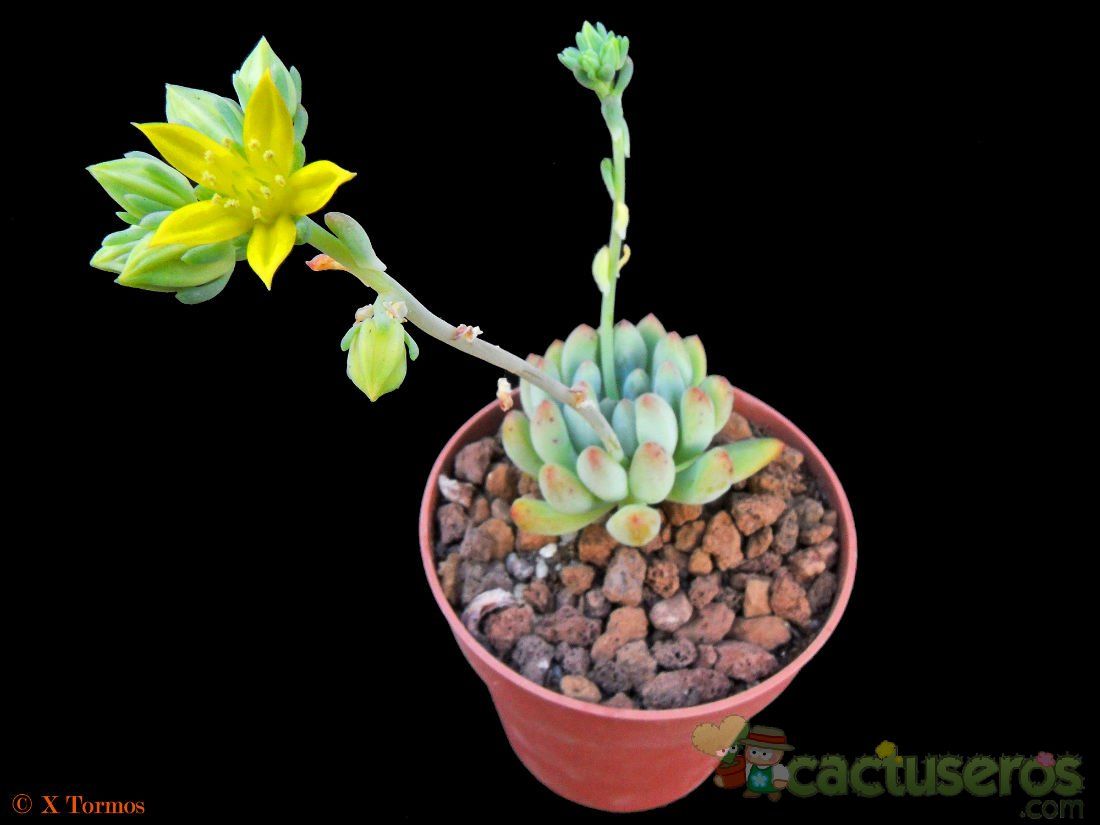 Una foto de Pachyphytum cornelius