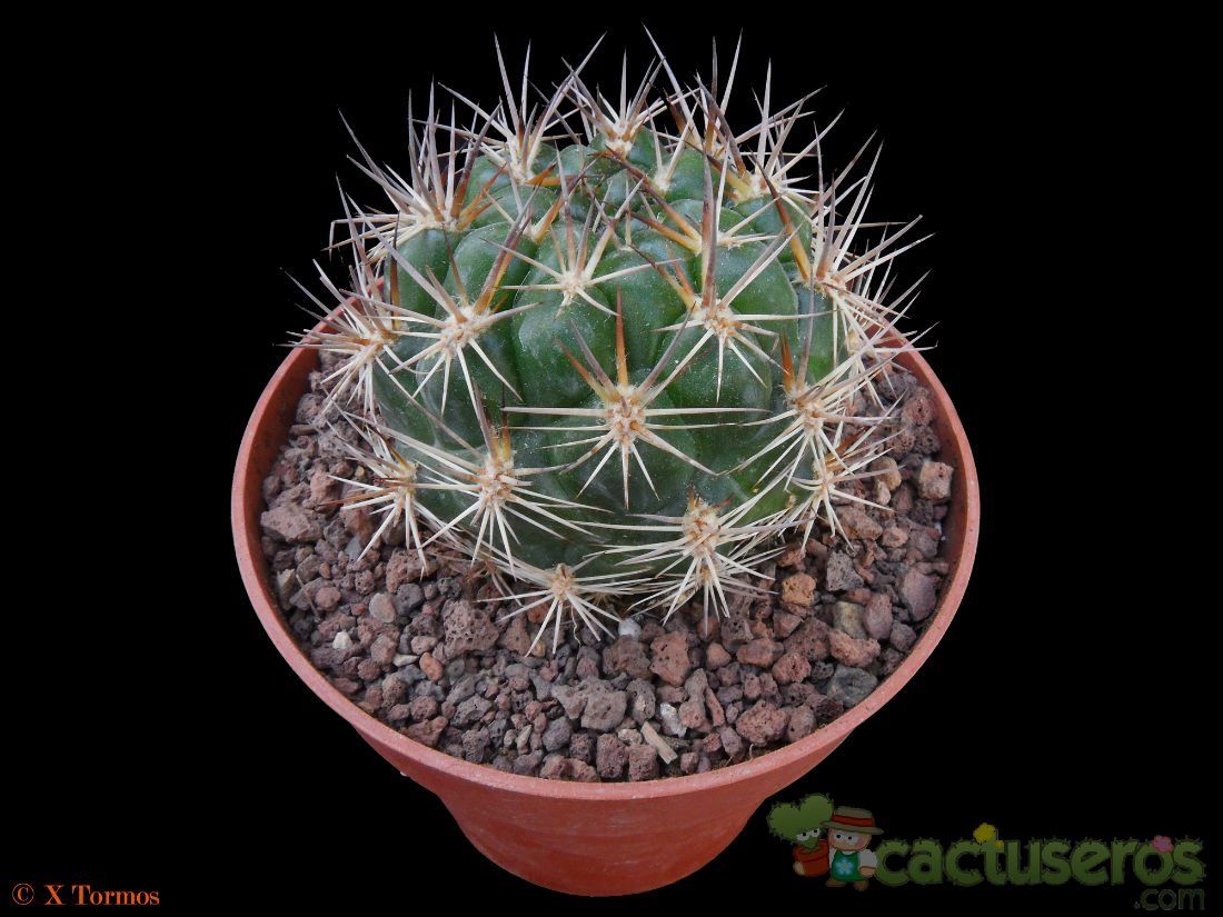 Una foto de Weingartia neocumingii