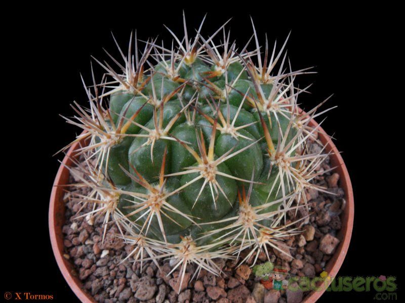 Una foto de Weingartia neocumingii