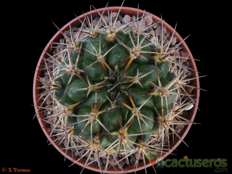 Una foto de Weingartia neocumingii
