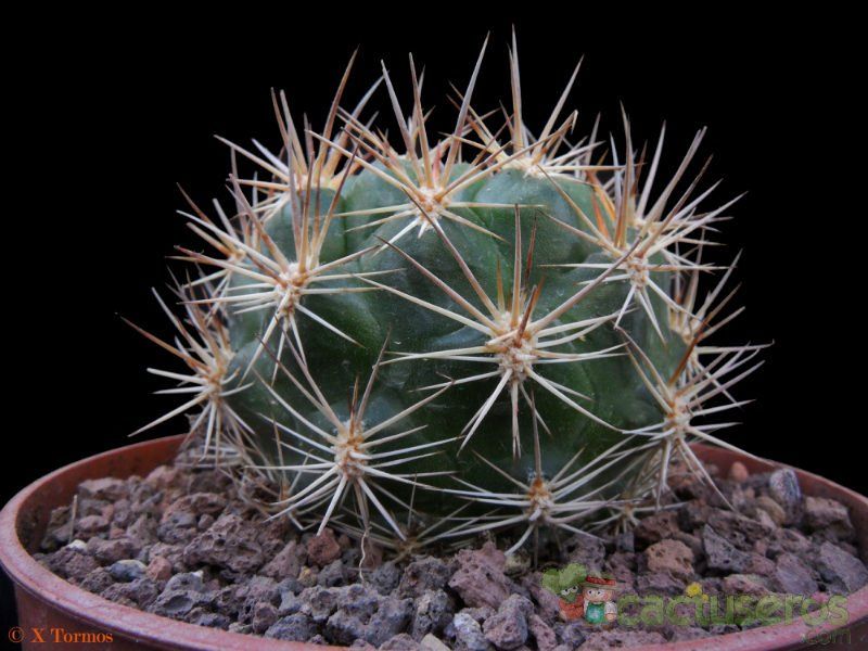 Una foto de Weingartia neocumingii