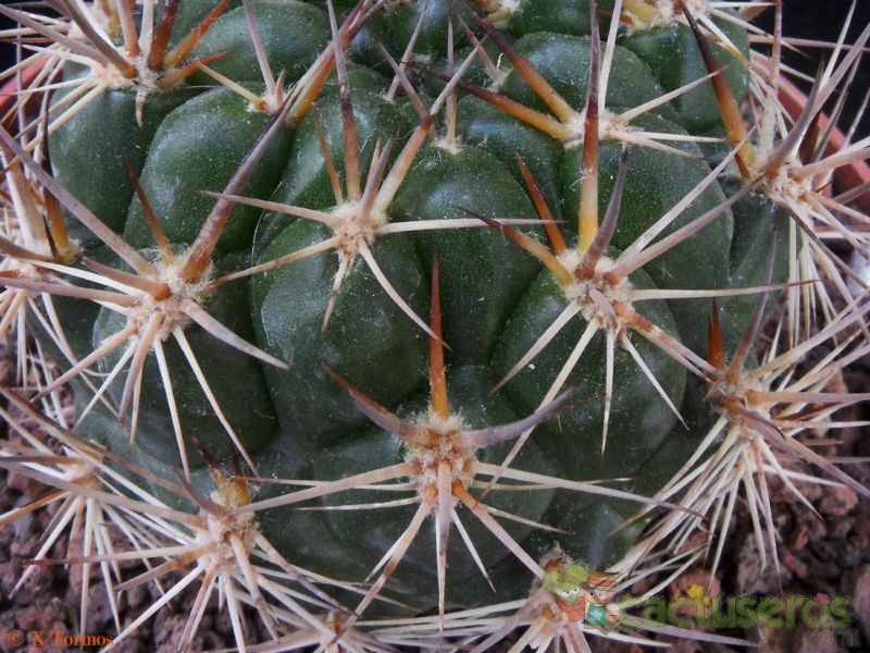 Una foto de Weingartia neocumingii