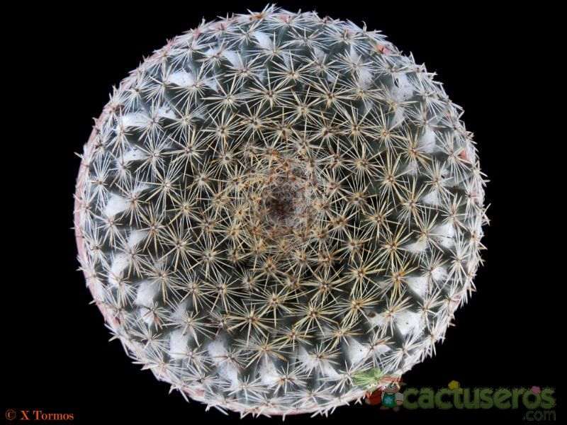 Una foto de Mammillaria formosa