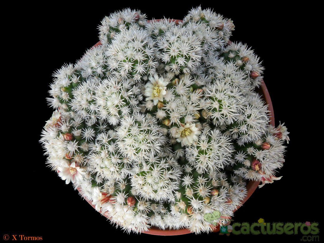 Una foto de Mammillaria gracilis cv. Arizona Snowcap