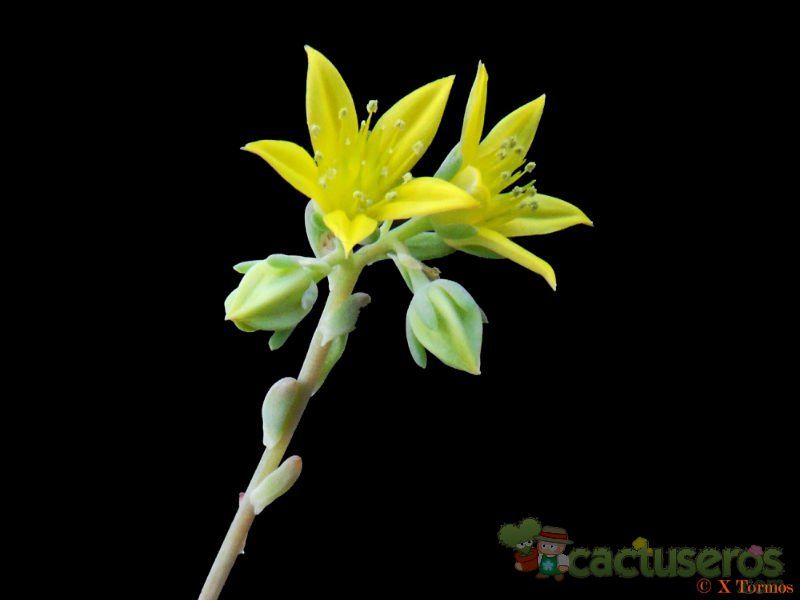 Una foto de Pachyphytum cornelius
