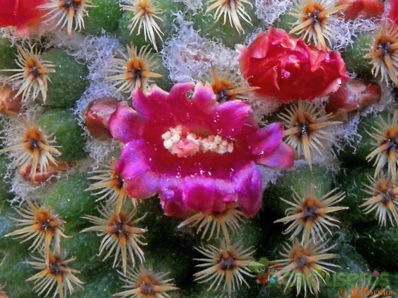 Una foto de Mammillaria crucigera