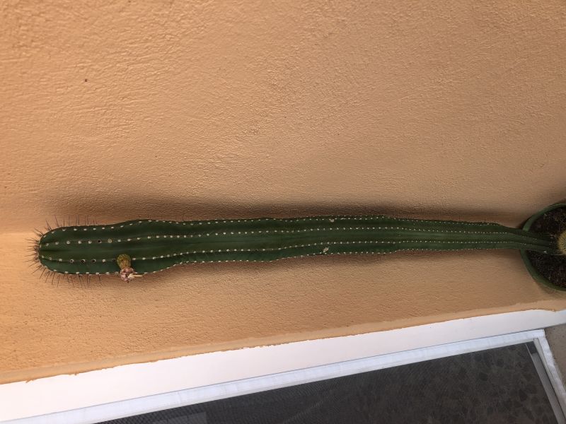 Foto de un cactus que se está identificando actualmente