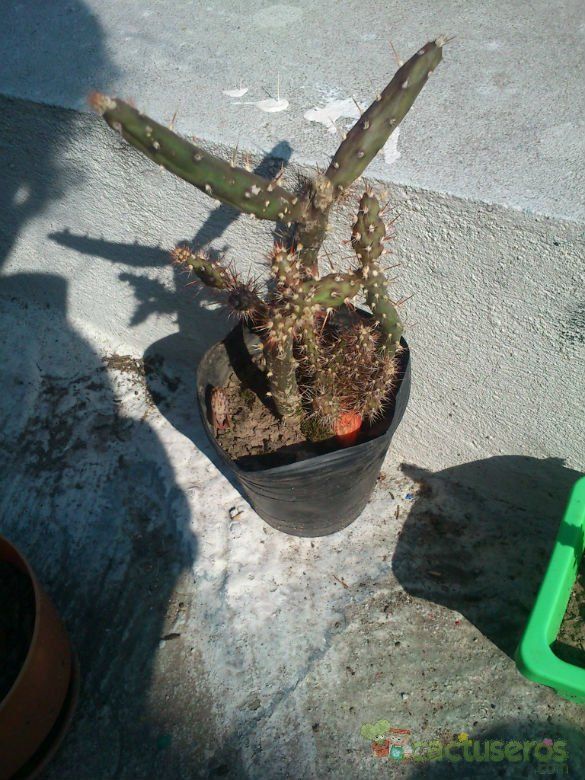 Una foto de Opuntia salmiana