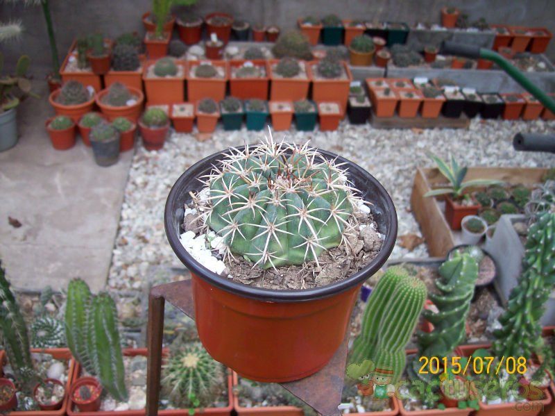 A photo of Melocactus curvispinus