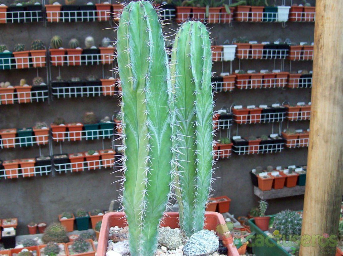 Una foto de Stenocereus griseus
