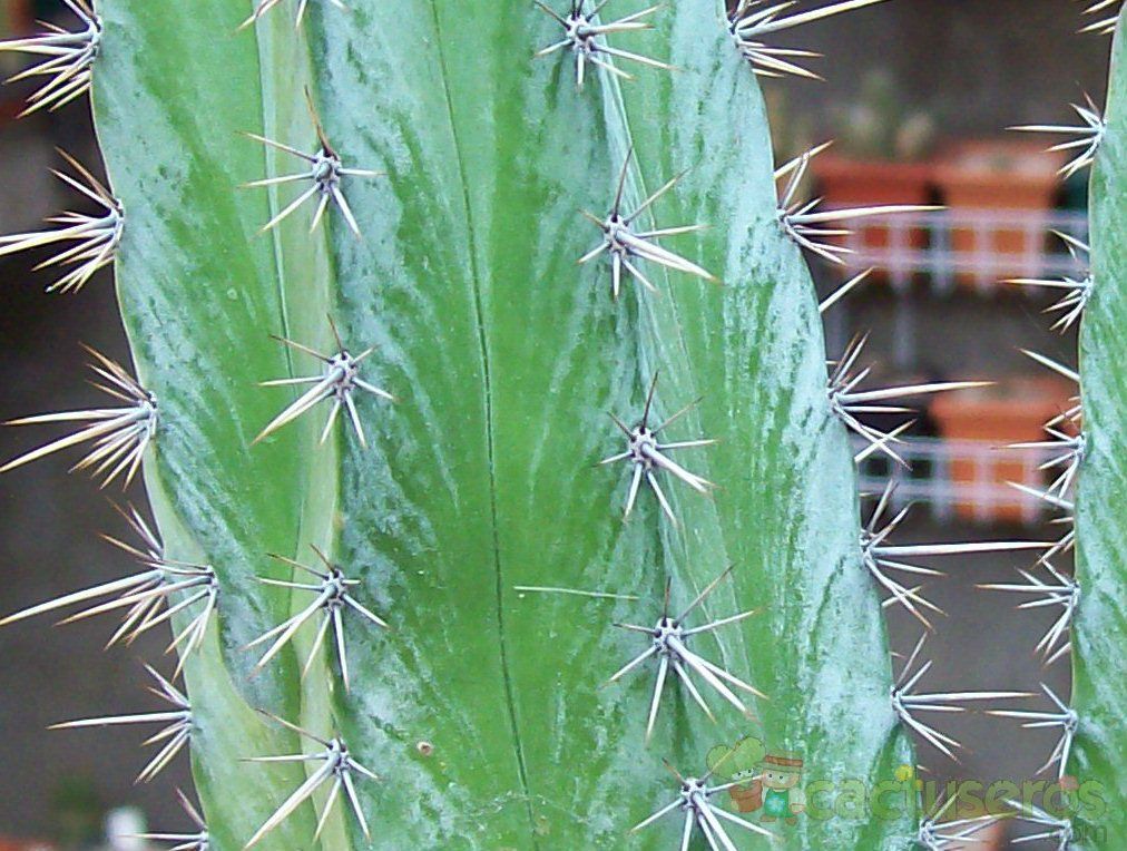Una foto de Stenocereus griseus