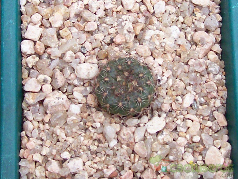 A photo of Frailea pumila