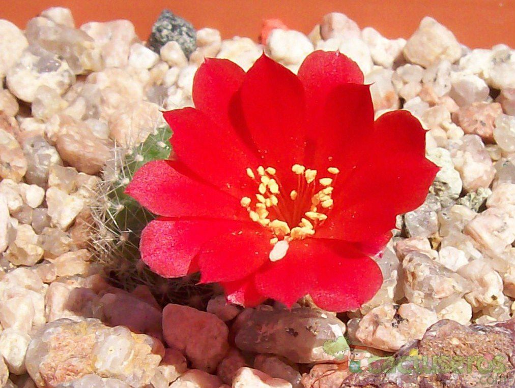 A photo of Rebutia minuscula var. wessneriana