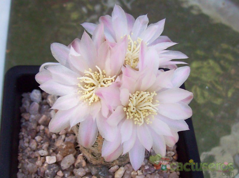 A photo of Gymnocalycium bruchii
