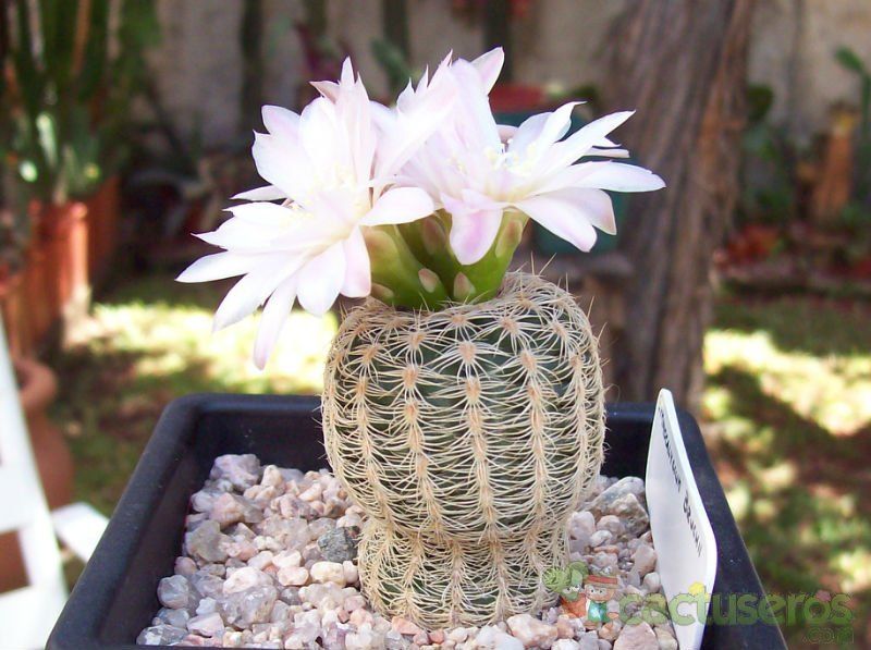 A photo of Gymnocalycium bruchii