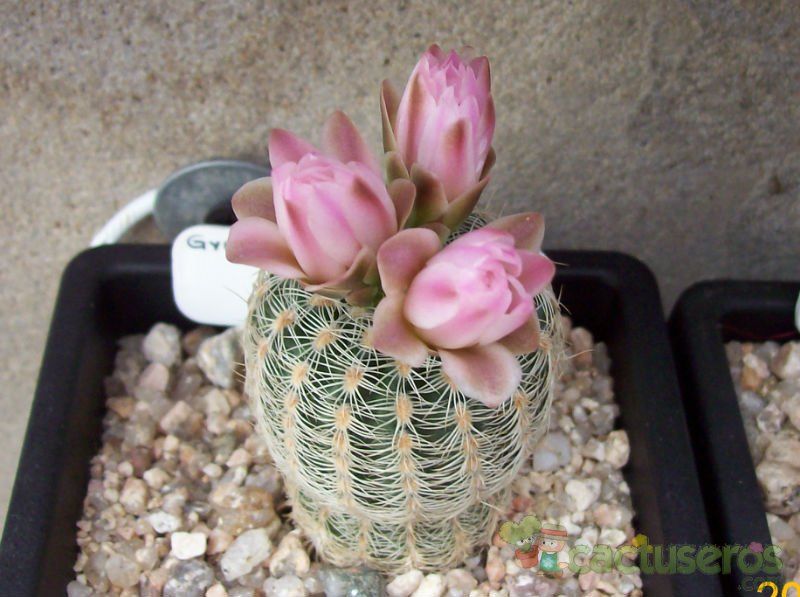 A photo of Gymnocalycium bruchii