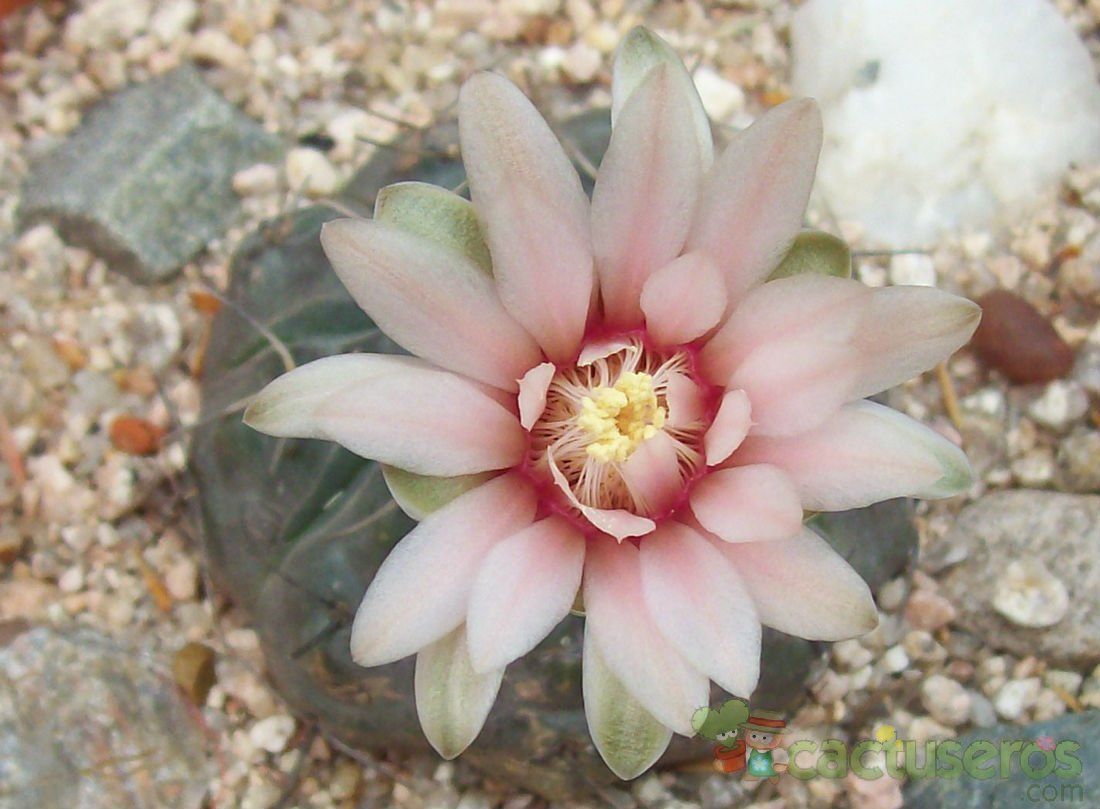 Una foto de Gymnocalycium poeschlii