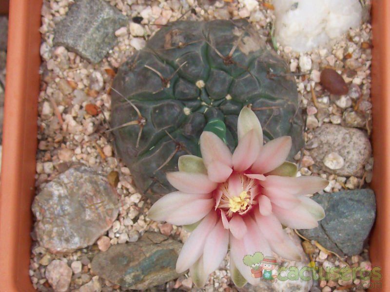 Una foto de Gymnocalycium poeschlii