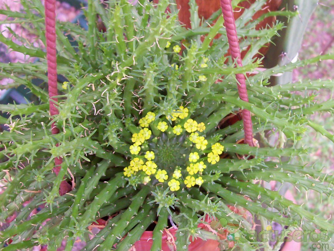 Una foto de Euphorbia flanaganii