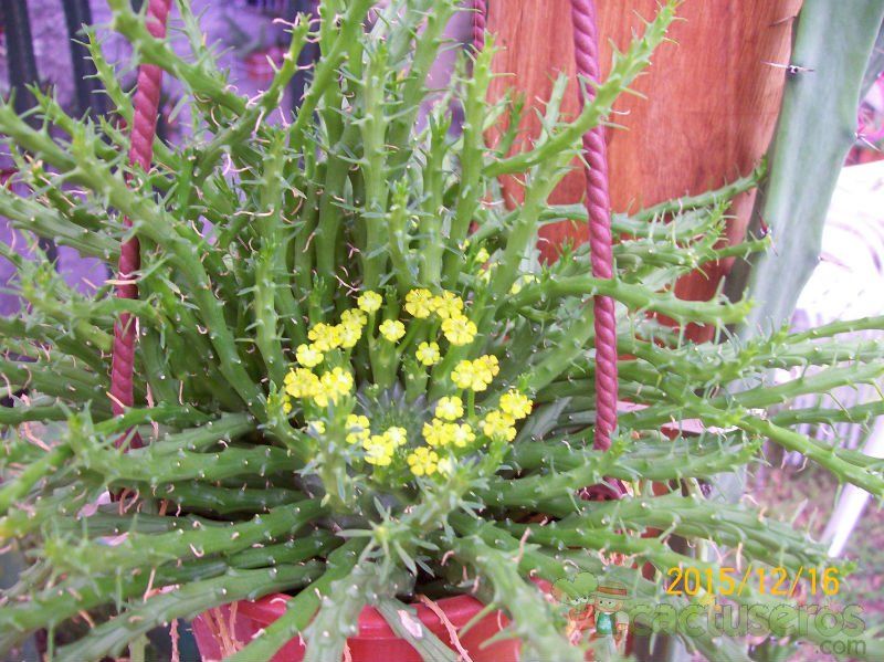 Una foto de Euphorbia flanaganii