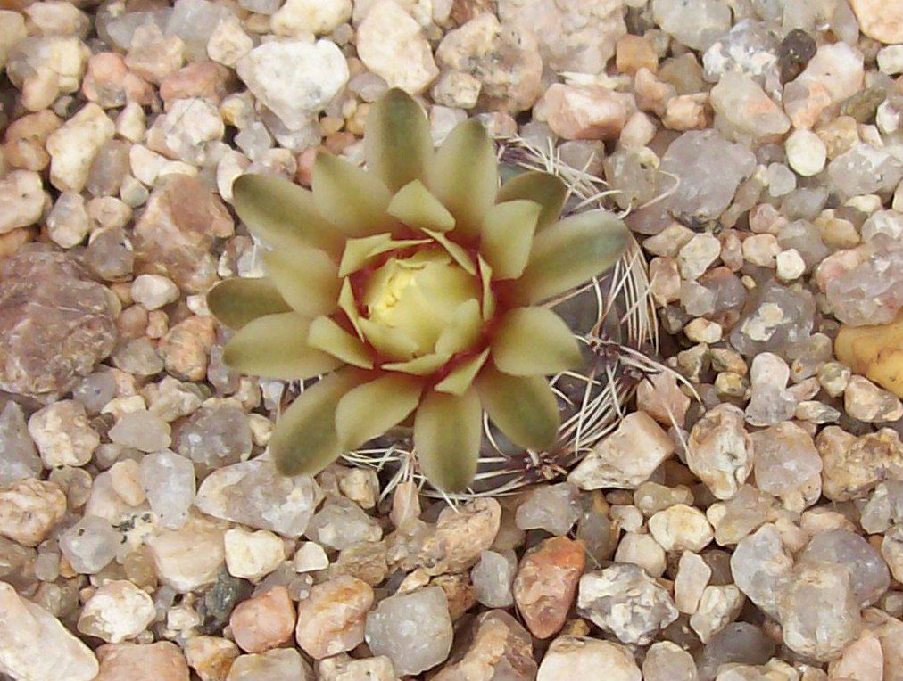 A photo of Gymnocalycium campestre