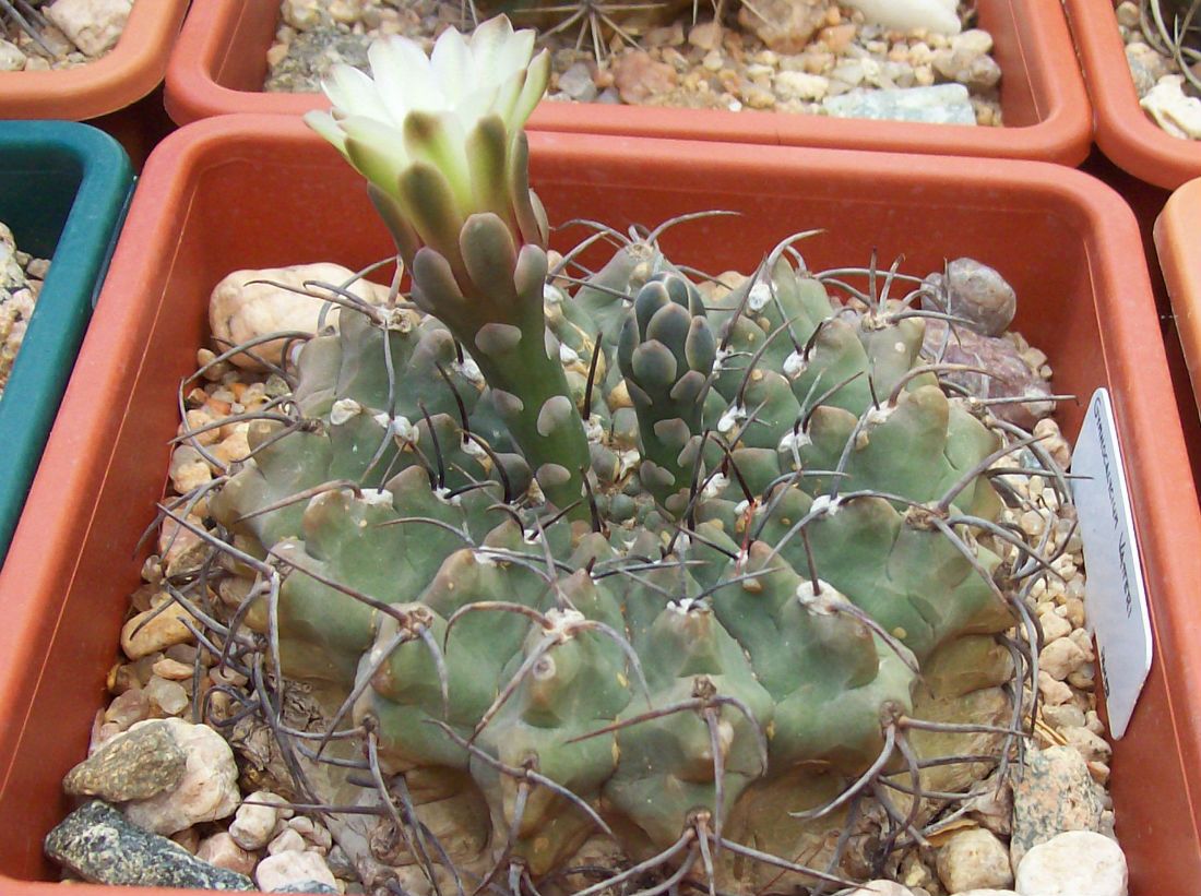 Una foto de Gymnocalycium ochoterenae subsp. vatteri