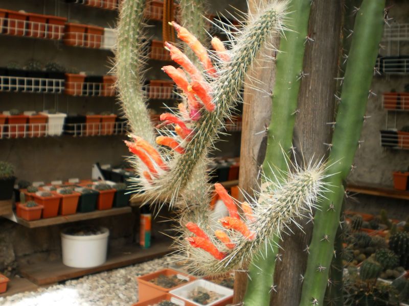 A photo of Cleistocactus baumannii ssp. santacruzensis