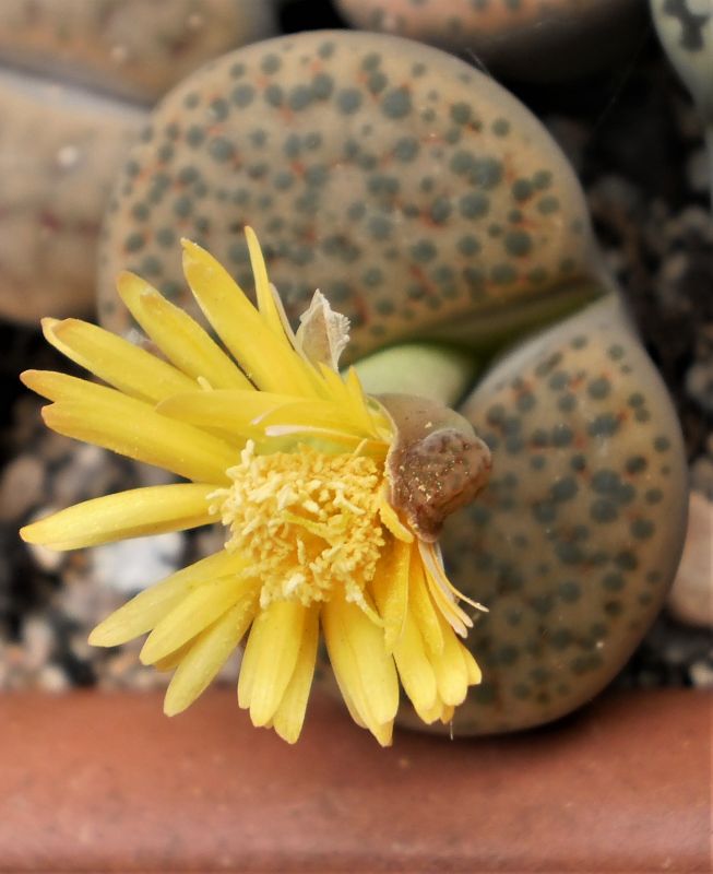 Una foto de Lithops fulviceps var. fulviceps