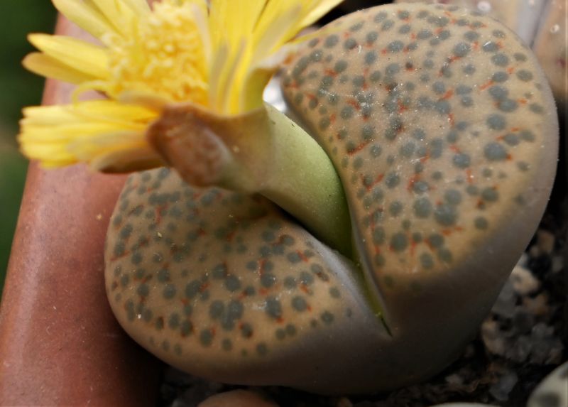 Una foto de Lithops fulviceps var. fulviceps