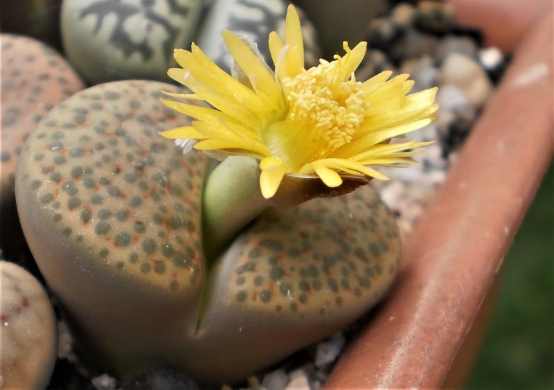 Una foto de Lithops fulviceps var. fulviceps