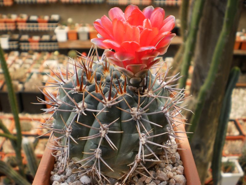Una foto de Gymnocalycium marianae  