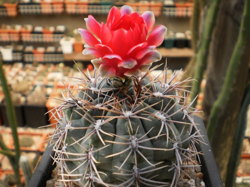 Una foto de Gymnocalycium marianae  