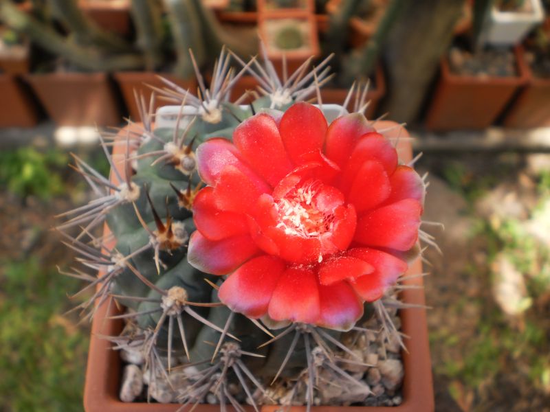 Una foto de Gymnocalycium marianae  