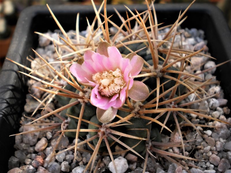 Una foto de Gymnocalycium neuhuberi