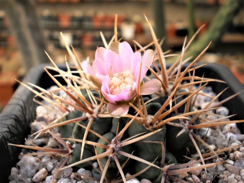 Una foto de Gymnocalycium neuhuberi