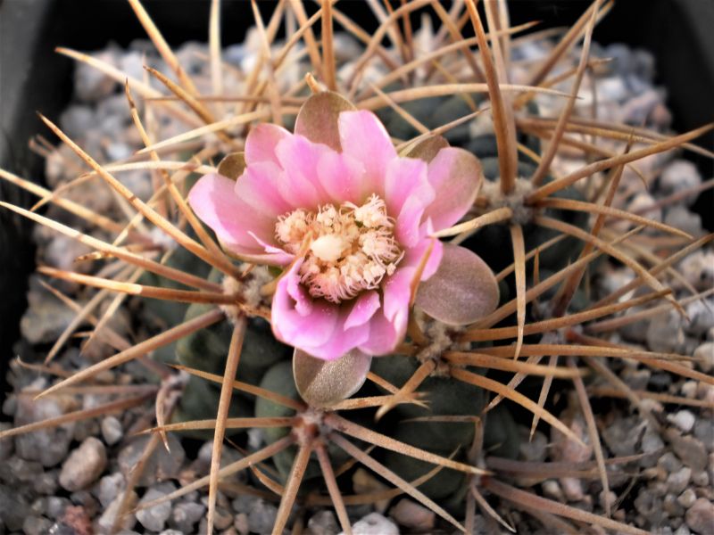 Una foto de Gymnocalycium neuhuberi