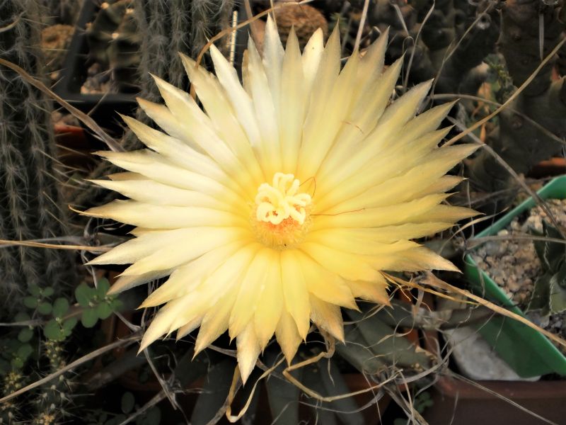 A photo of Leuchtenbergia principis