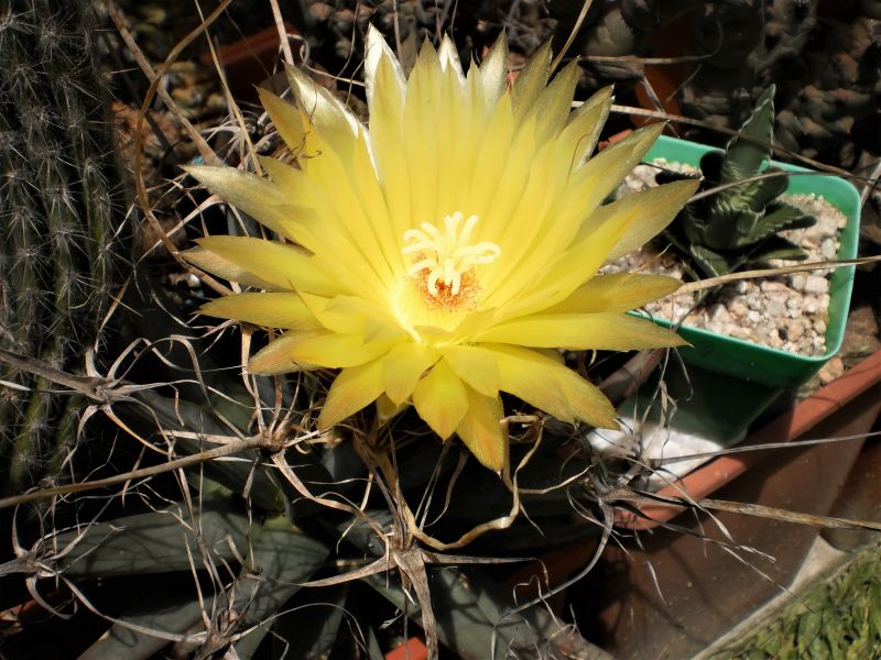 A photo of Leuchtenbergia principis