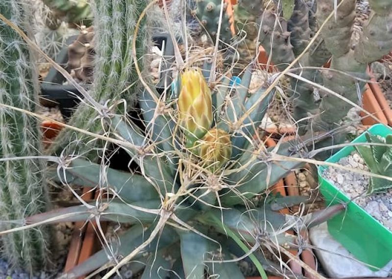 A photo of Leuchtenbergia principis