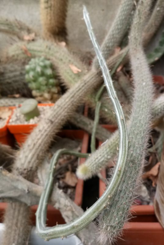 A photo of Kleinia gregorii
