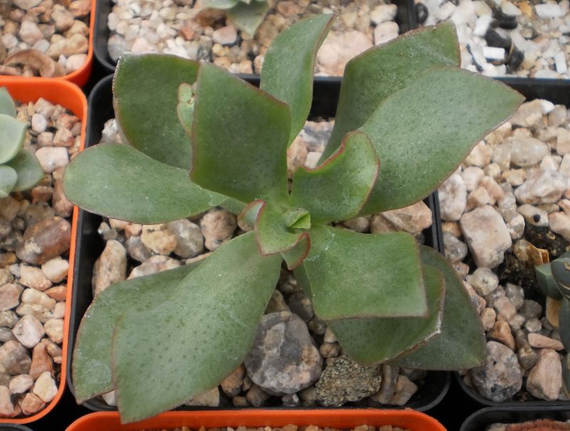 A photo of Crassula arborescens fma. undulatifolia