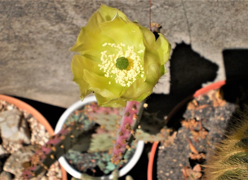Una foto de Opuntia santarita