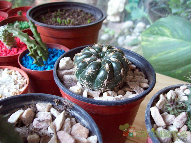 A photo of Parodia werneri