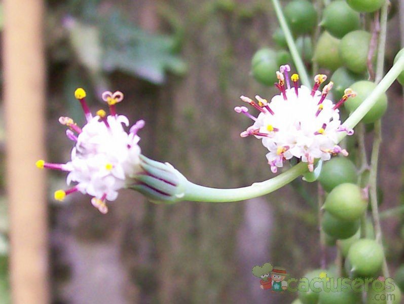 Una foto de Senecio rowleyanus